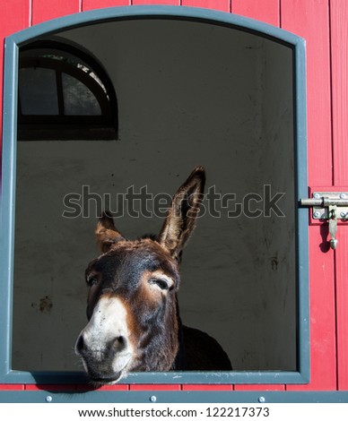 Brown donkey looking out of the stable.