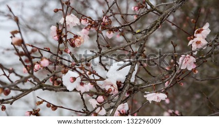 Fruit tree blossoms in the snow. Sudden winter in spring. Selective focus and shallow depth of field.