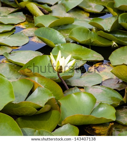 Water lily flower  and leaves in the pond. Selective focus.