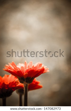 Three beautiful red gerbera and fluff . Side view. Vintage background. Cross process. Shadowed angles.