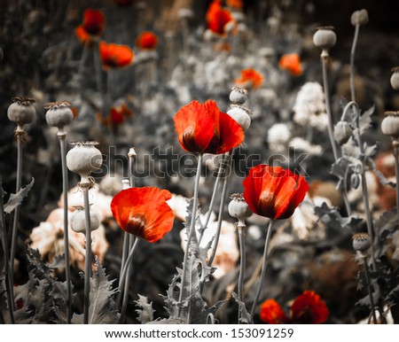 Red poppies and poppy\'s seed boxes in the meadow. Soft lighting. Vintage background.