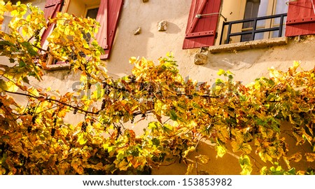 Typical french rural house with red shutters and golden vineyard with ripe grapes. Shaded angles.