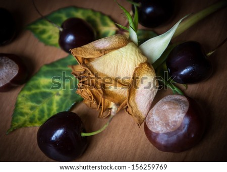 Still life with faded rose, cherries and chestnuts. Autumn background.