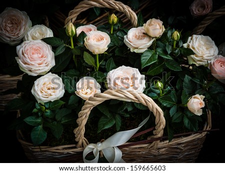 Wedding pink roses in wicker basket. Shadowed angles.