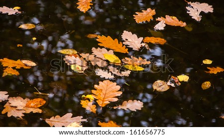 Oak and hazel leaves in creek. Autumn in forest.