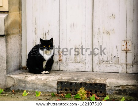 Black white cat sitting on doorstep of old house with wooden grungy door.