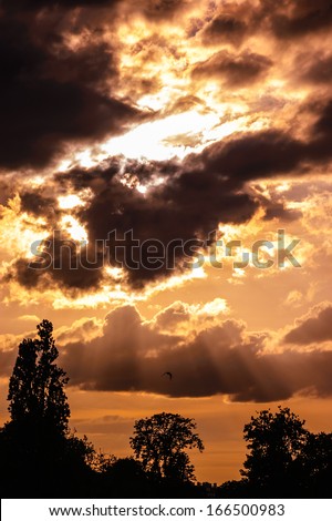 Landscape with golden sunset over black forest silhouette. Dramatic sky.