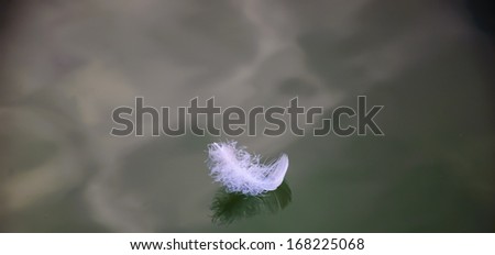 White swan plumelet on calm water and its reflection. Selective focus on right side of the feather.