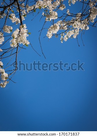 Fruit tree blossoms - spring beginning. Blue sky in sunny day. Shadowed angles.