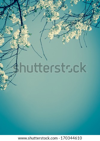 Fruit tree blossoms - spring beginning. Selective focus and shallow depth of field. Aged photo. Shadowed angles. Retro style greeting card.