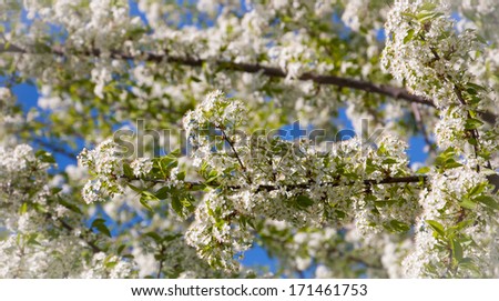 Fruit tree blossoms - spring beginning. Blue sky in sunny day. Bleached angles.