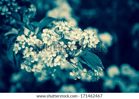 Fruit tree blossoms - spring beginning. Bokeh. Aged photo. Shadowed angles.
