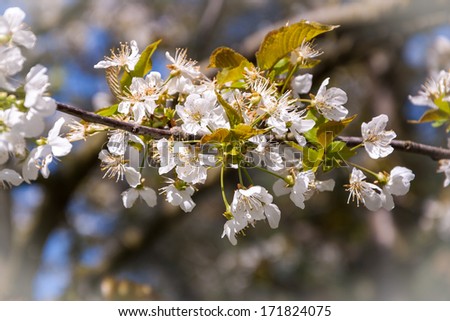 Fruit tree blossoms - spring beginning. Bokeh. Bleached angles.