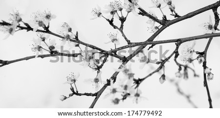 Fruit tree blossoms - spring beginning. Selective focus and shallow depth of field. Black and white. Aged photo.