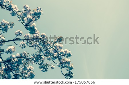 Fruit tree blossoms - spring beginning. Selective focus and shallow depth of field. Aged photo.