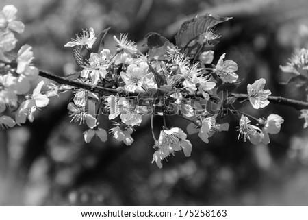 Fruit tree blossoms - spring beginning. Bokeh. Black and white. Aged photo. Bleached angles.