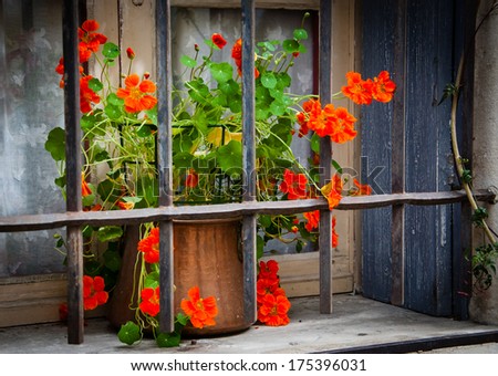 Orange Curly Flowers In Copper Pot Placed Behind The Rusty Lattice On A Grungy Sill Of The Stone House. Closed Window With Lace Curtain And Wooden Shutters. (Arles, Provence, France) Shadowed Angles.