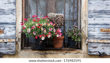 Colorful daisy flowers and cactus in pots placed on the window of the old stone house. Closed window with lace curtain, rusty lattice and open wooden shutters. (Arles, Provence, France)