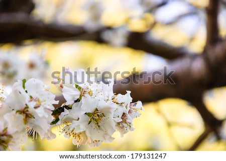 Fruit tree blossoms - spring beginning. Selective focus and shallow depth of field.