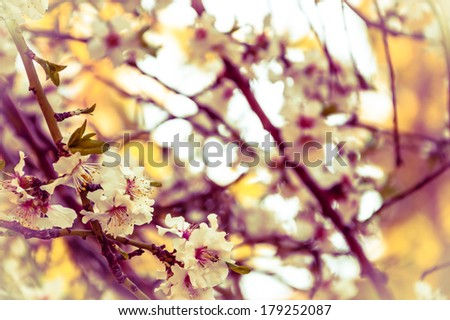Fruit tree blossoms - spring beginning. Selective focus and shallow depth of field. Toned image.
