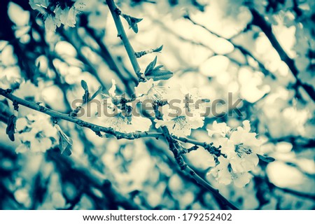 Fruit tree blossoms - spring beginning. Selective focus and shallow depth of field. Aged photo.
