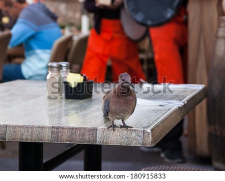 It\'s time for lunch! Pigeon waiting to waiter in cafe to serve him.  Customer service background.