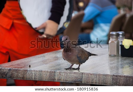 It\'s time for lunch! Pigeon waiting to waiter in cafe to serve him.  Waitress with the tray in her hand is coming to serve him. Customer service concept.