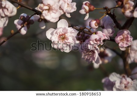 Fruit tree blossoms against blue sky - spring beginning. Bokeh. Selective focus and shallow depth of field.