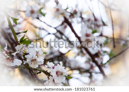 Fruit tree blossoms - spring beginning. Selective focus and shallow depth of field.