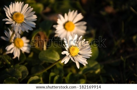 Daisy flowers in evening golden light on sunset. Selective focus on the central flower.