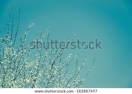 Fruit tree blossoms - spring beginning. Selective focus and shallow depth of field. Aged photo. Retro style greeting card.