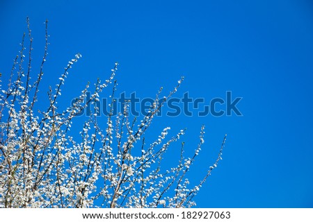 Fruit tree blossoms - spring beginning. Blue sky in sunny day.