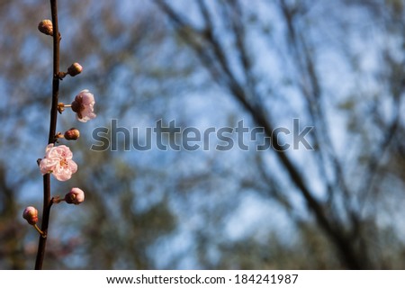 Fruit tree blossoms against blue sky - spring beginning. Selective focus and shallow depth of field.