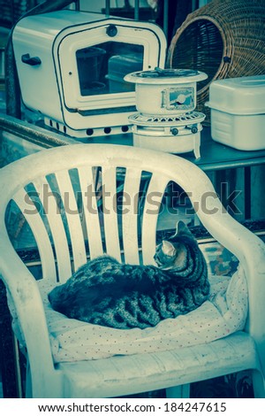 Junk kitchenware and cat, as hostess, sitting on chair at the flea market  in Jaffa (Israel). Aged photo. Homelessness concept.