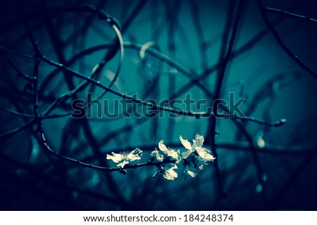 Fruit tree blossoms - spring beginning. Selective focus and shallow depth of field. Aged photo. Spooky background.