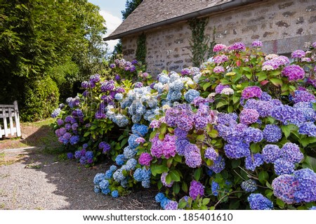 Violet, pink and blue hydrangea bushes near old farm house. Normandy, France. Vacation at countryside background.