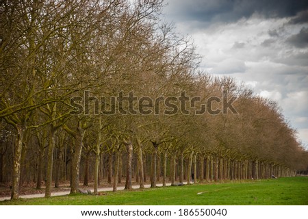 Bad weather. In the park before the rain starts. Sycamore alley Vincennes forest (Paris, France)