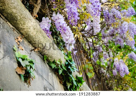 Old stone wall of abandoned manor overgrown with blooming Wisteria flowers. Summer. Light and shadow.