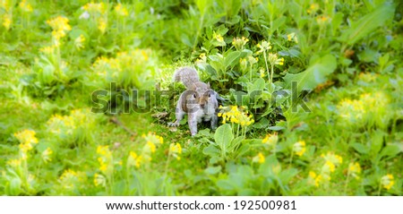 Eastern Fox squirrel (Sciurus niger) on the meadow blossoming with wild yellow flowers. Portrait. Blurred grass.