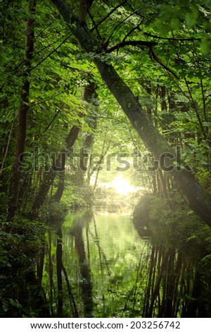 Sunshine glow through the woods and on the creek surface. Haze. Nature background.