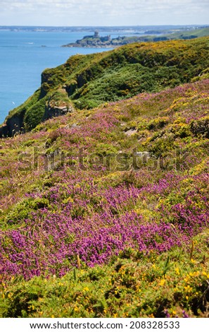 A beautiful view from Cap Frehel hills covered with yellow gorse and violet heather flowers on Fort La Latte. Brittany, France. Selective focus on the violet heather flowers.
