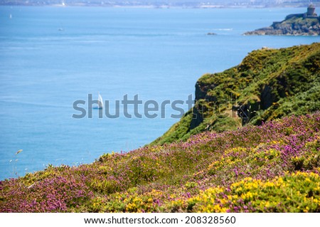 Beautiful view from Cap Frehel hills (covered with yellow gorse and violet heather flowers) on Fort La Latte and on a bay with sailboat. Brittany, France.  Selective focus on violet heather flowers.
