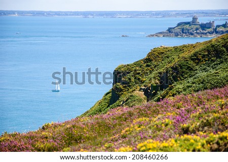 Beautiful view from Cap Frehel hills (covered with yellow gorse and violet heather flowers) on Fort La Latte and on a bay with sailboat . Brittany, France. Selective focus on  the green hill.