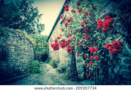 Red roses bushes near old rural house. Brittany, France. Vacation at countryside background. Aged photo.