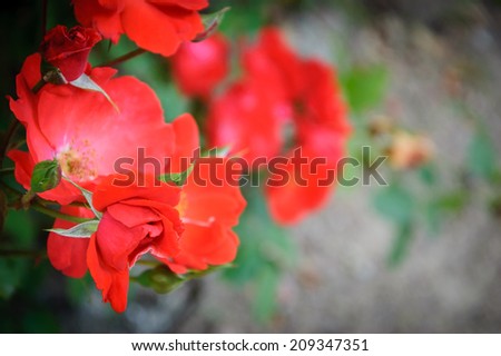 Red dog roses. Blur. Selective soft focus on the lower bud.