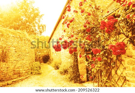 Red roses bushes near old rural house. Brittany, France. Vacation at countryside background. Aged photo.