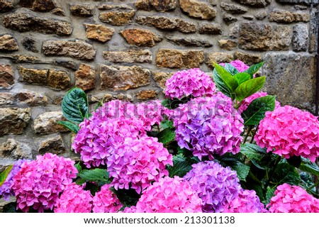 Wet violet, pink and blue hydrangea flowers with rain drops on the petals and green leaves near the old farm house wall. Brittany, France. Vacation at countryside background.