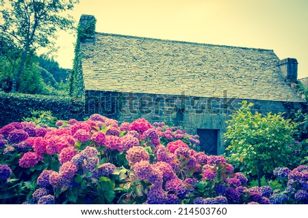 Violet, pink and blue hydrangea bushes near old farm house. Brittany, France. Vacation at countryside background. Retro aged photo.
