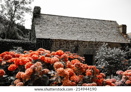 Red hydrangea bushes near old farm house. Brittany, France. Vacation at countryside background. Retro aged photo.
