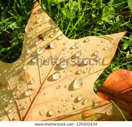 Faded maple leaf on the grass with water droplets. Hydrophobic effect.  After rain in the park background.